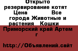 Открыто резервирование котят › Цена ­ 15 000 - Все города Животные и растения » Кошки   . Приморский край,Артем г.